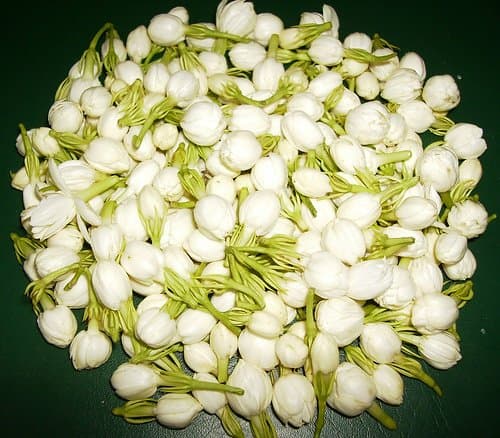 Jasmine Flower Exporters India